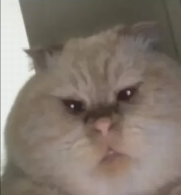 sakhaguccimane