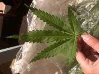 weedsas