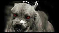 pitbull
